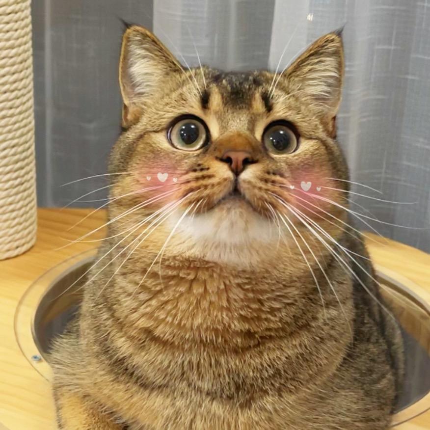 我不菠萝心