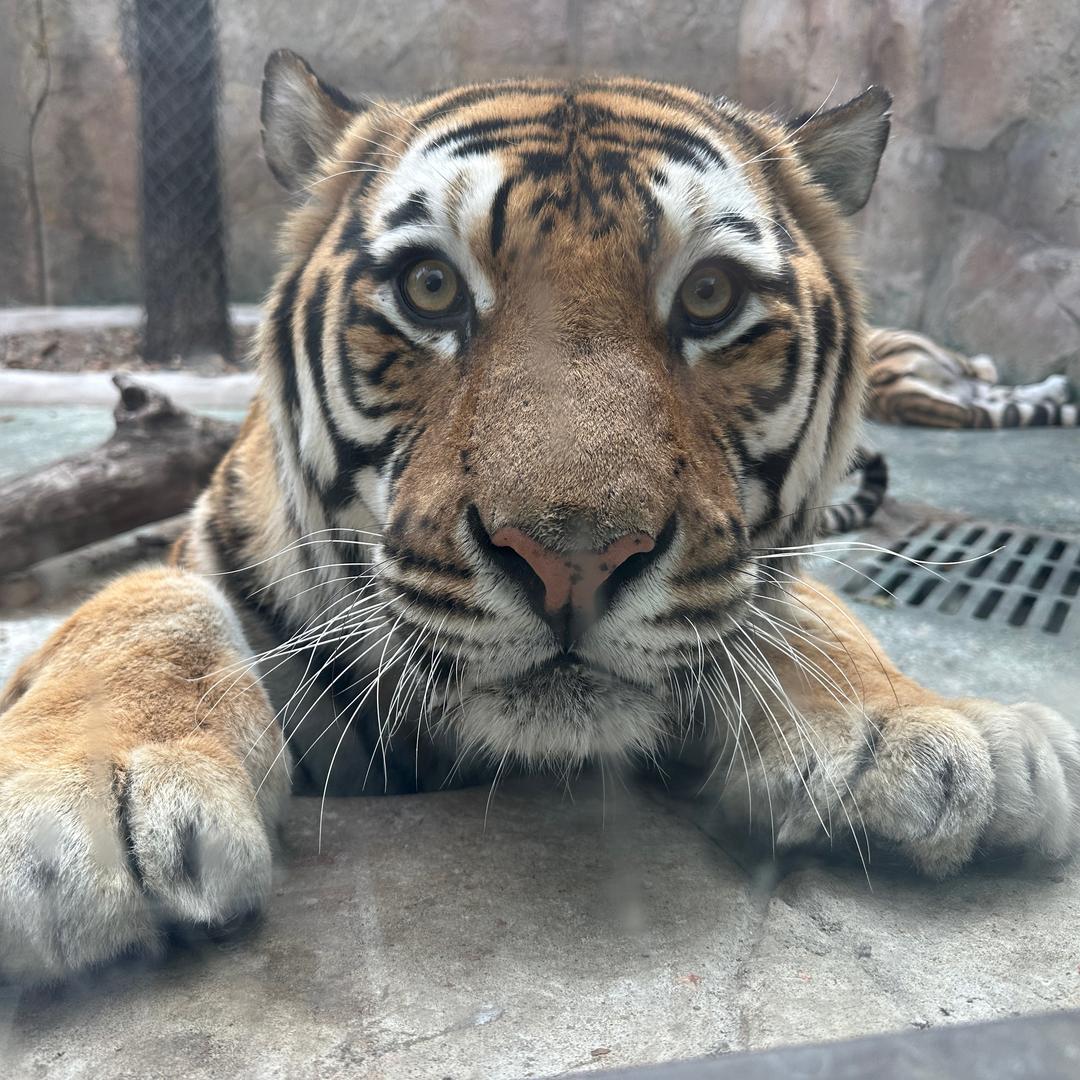 🐯🐯🐯唐先生
