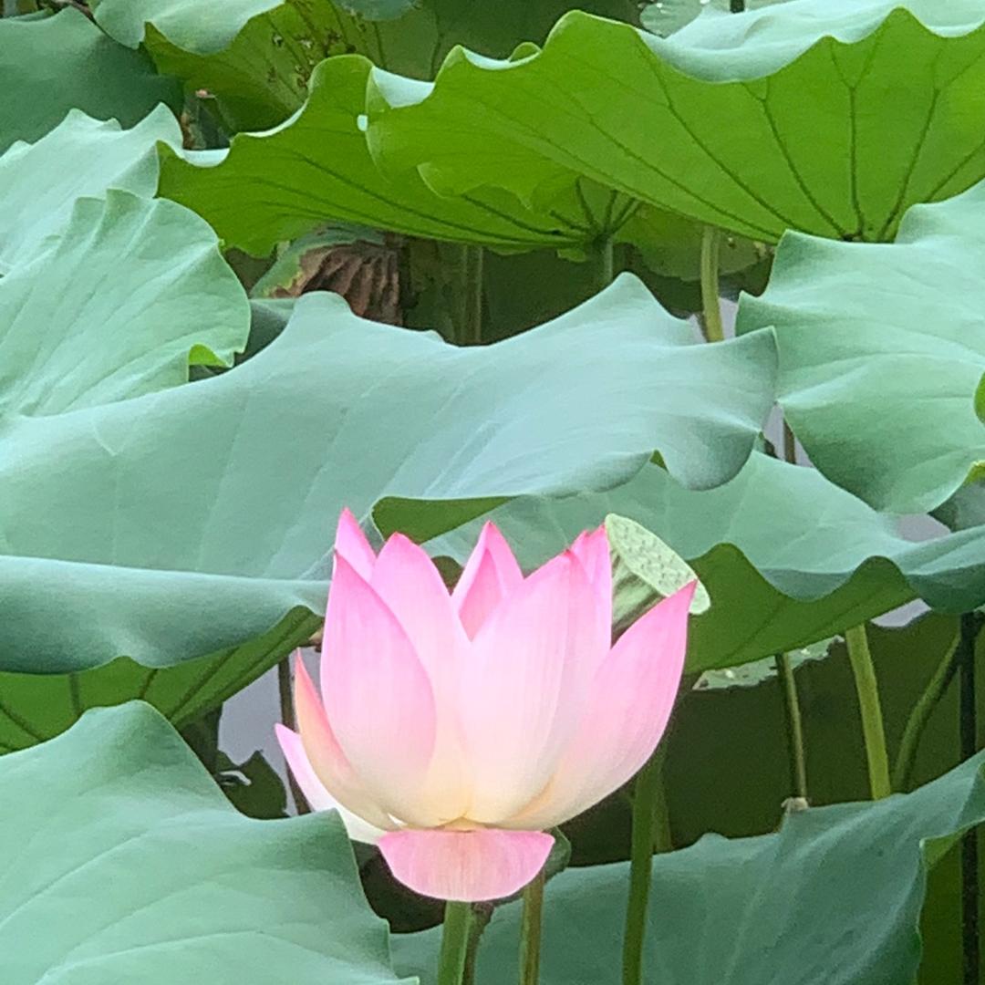 幸福人生好物分享