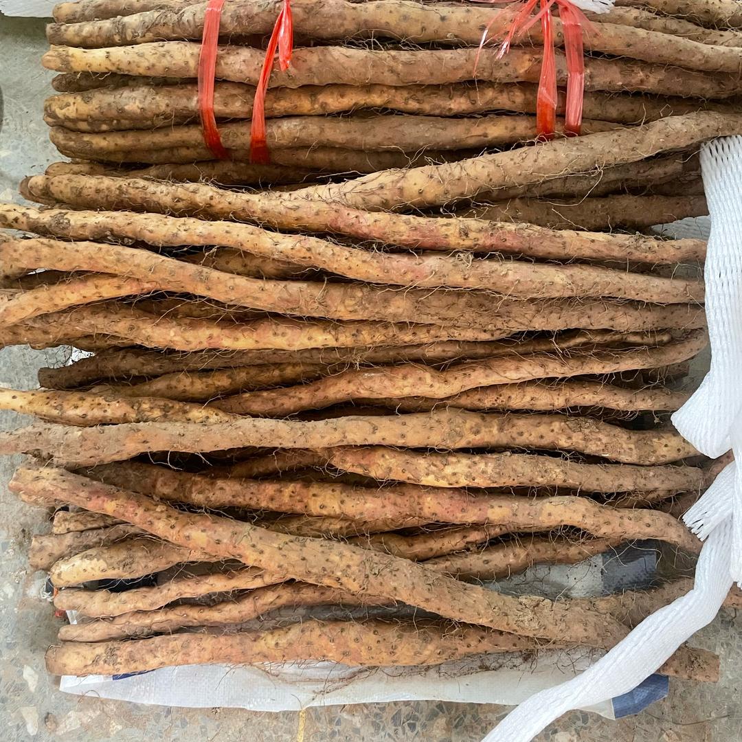 温县铁棍山药种植基地