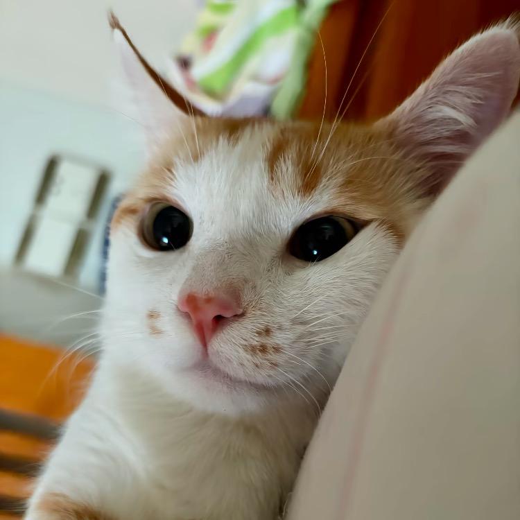 Phoebe