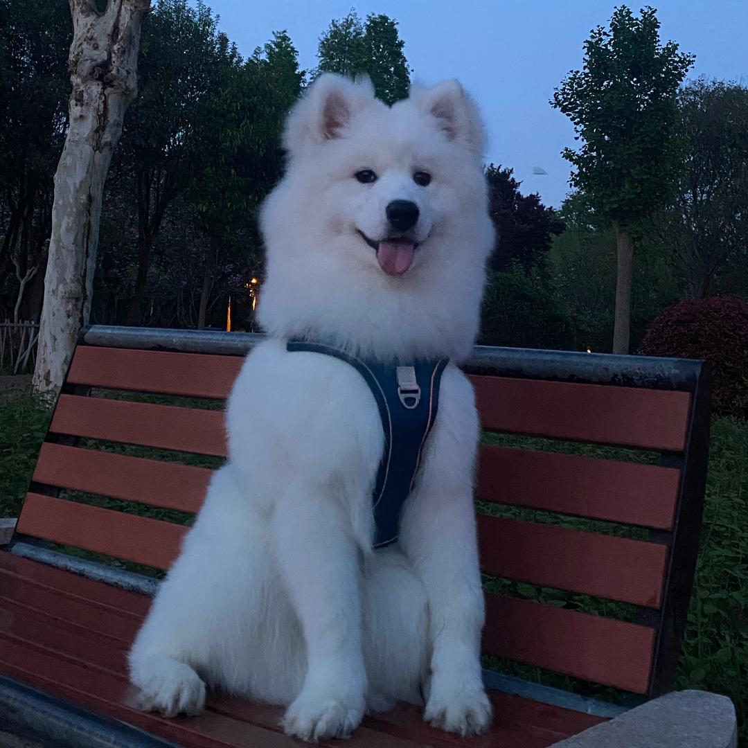 一只耶耶叫果冻、🐶