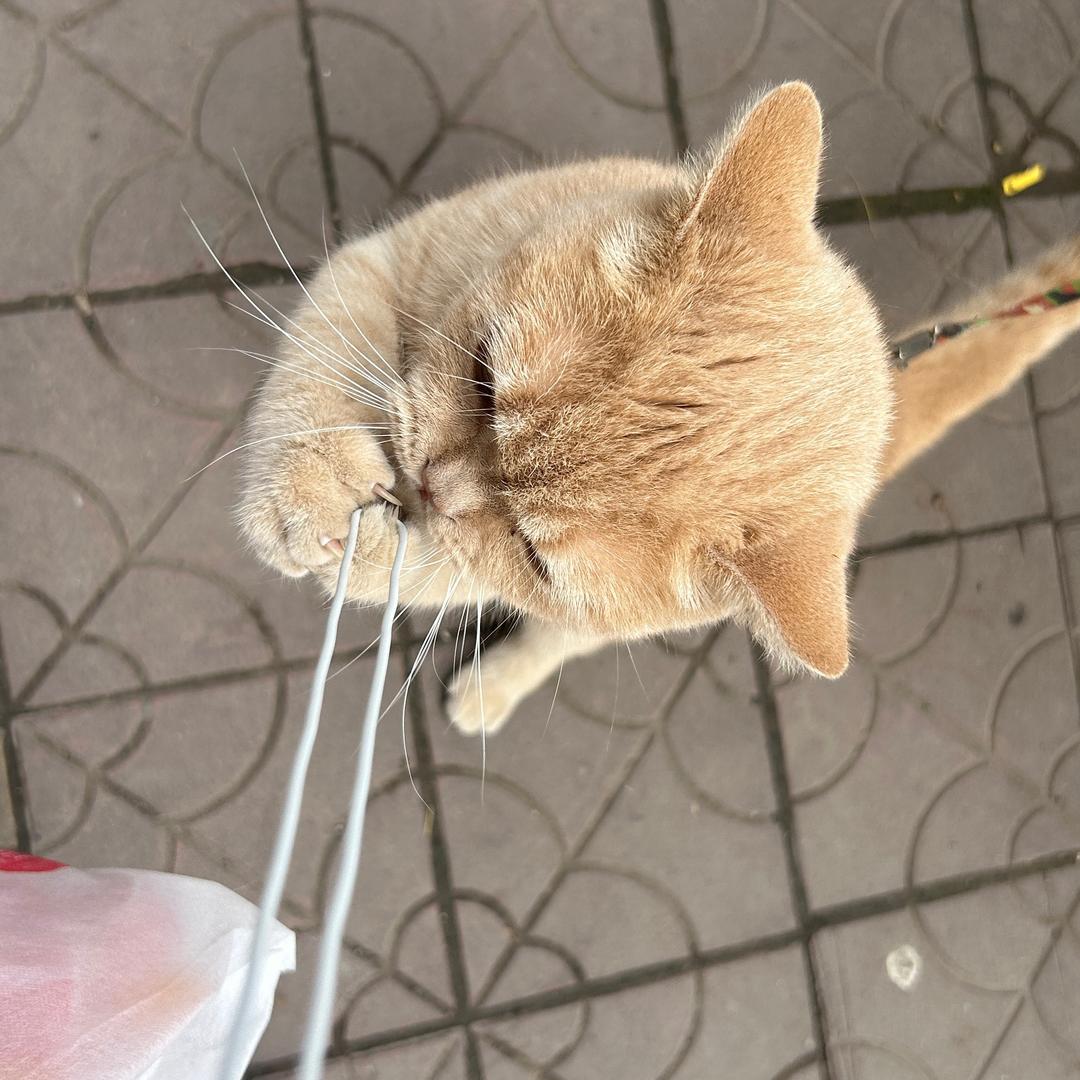 啷里个鹿 泷里个啷