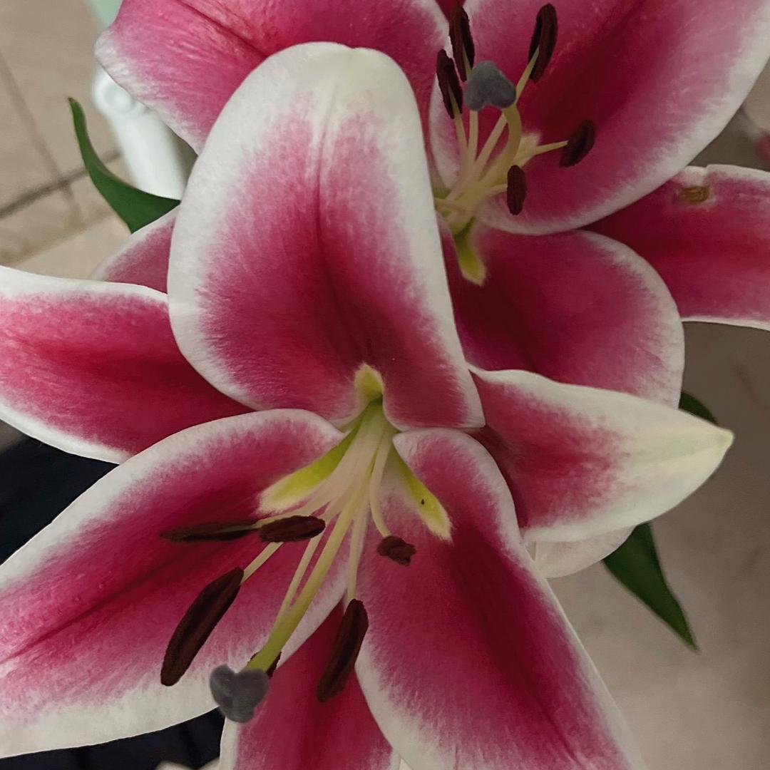 芳芳～
