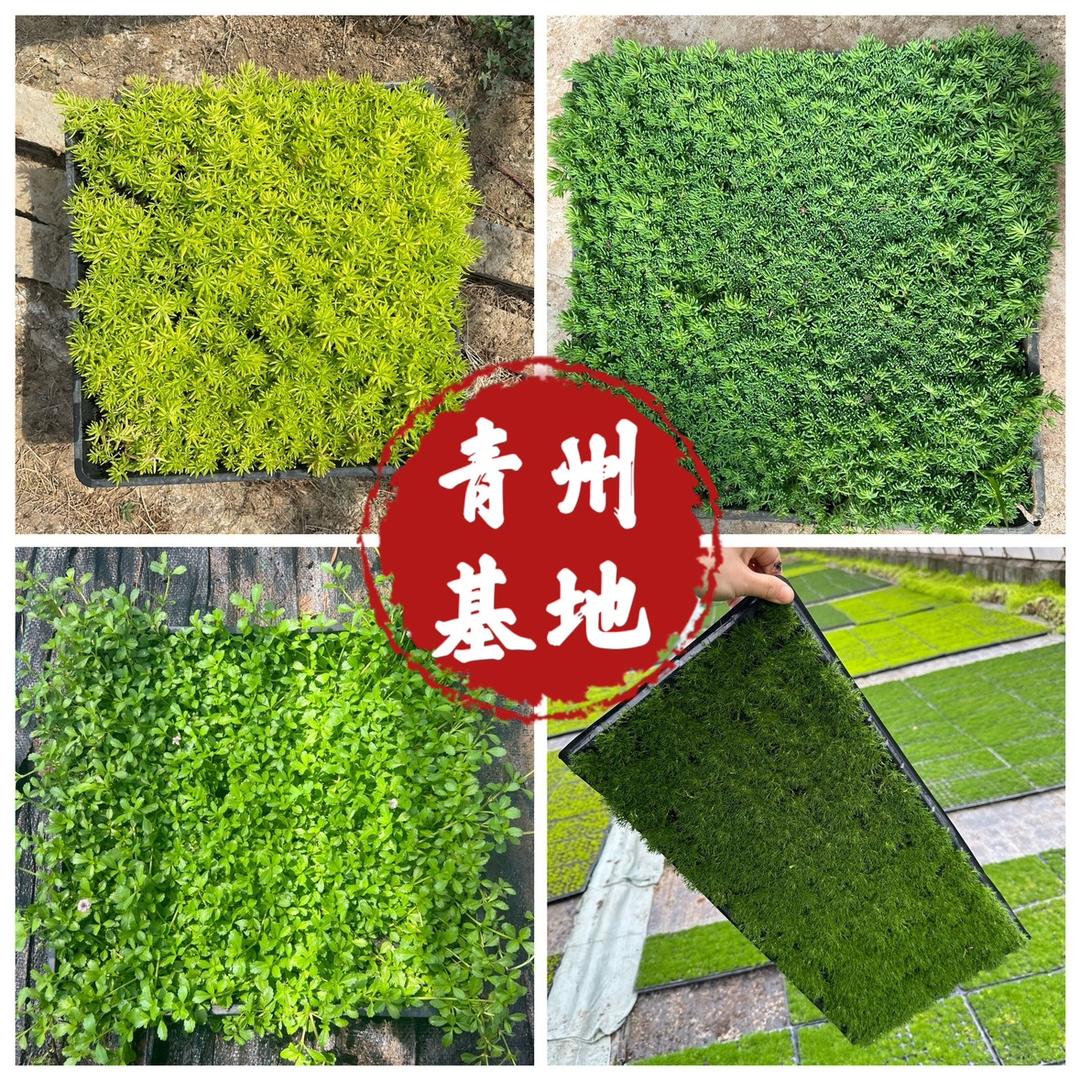 青州花卉庭院绿化