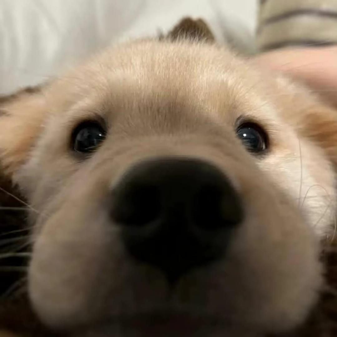 이호