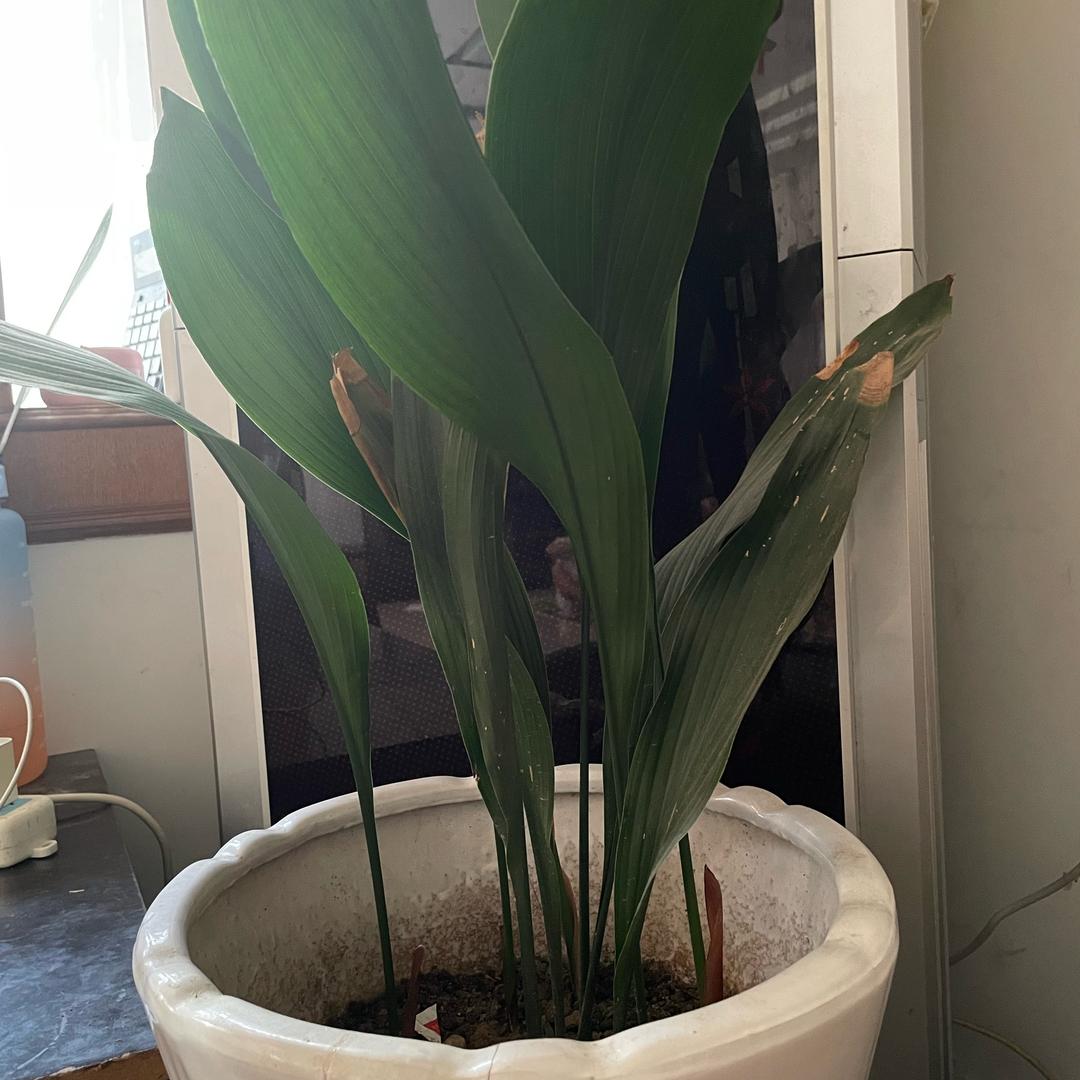 可爱的小苗苗