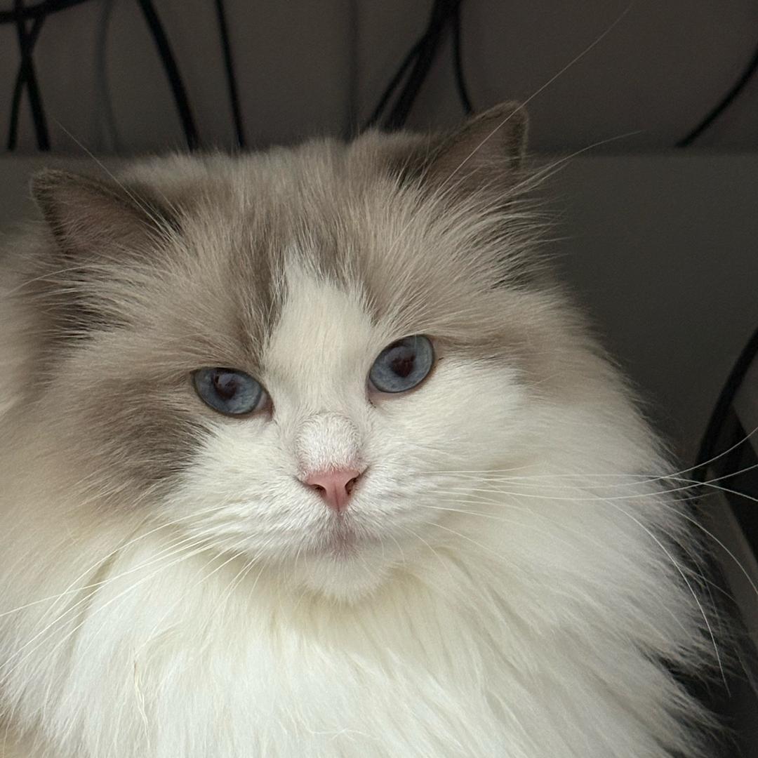 阿音和她的猫