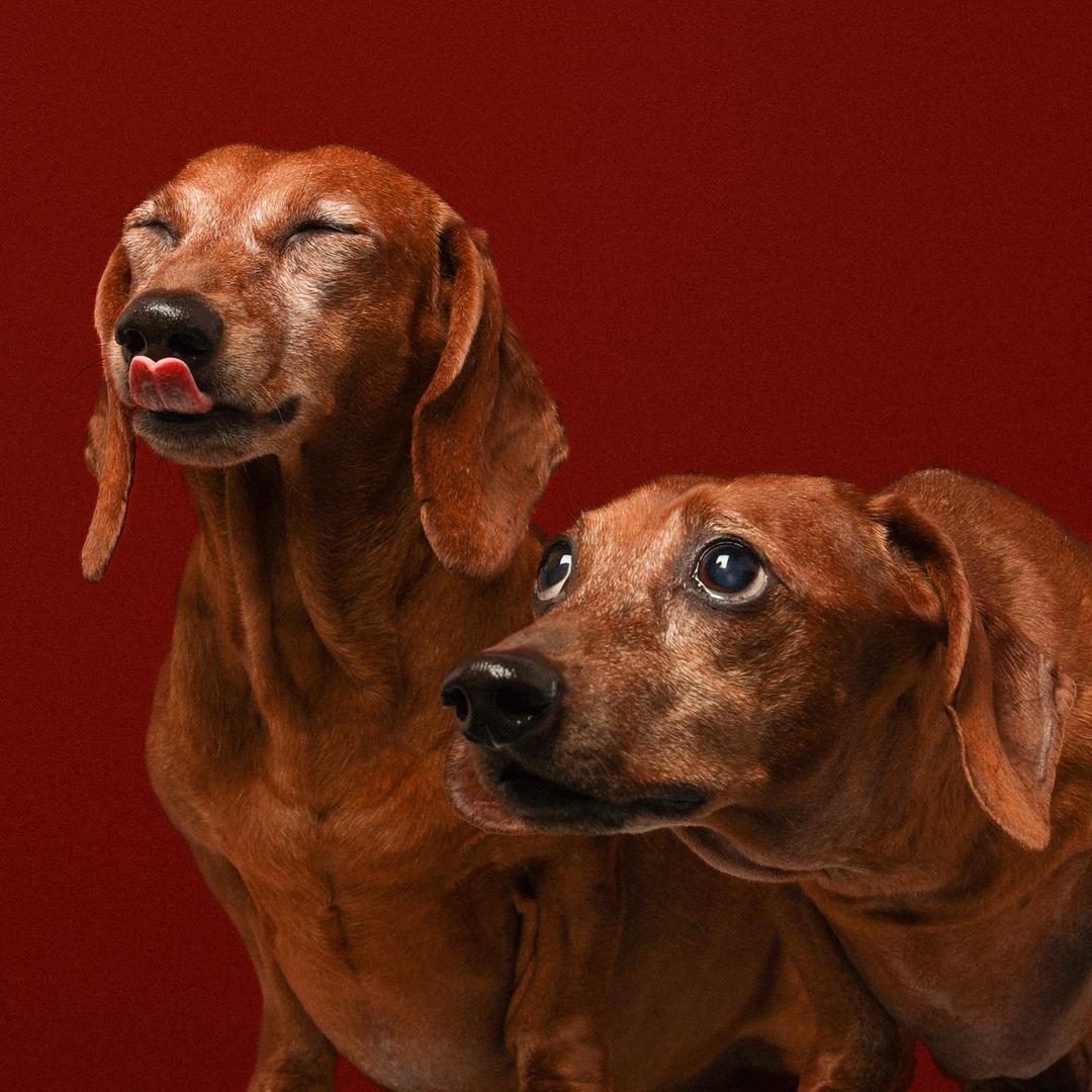 小虎猪肝（腊肠兄妹🌭