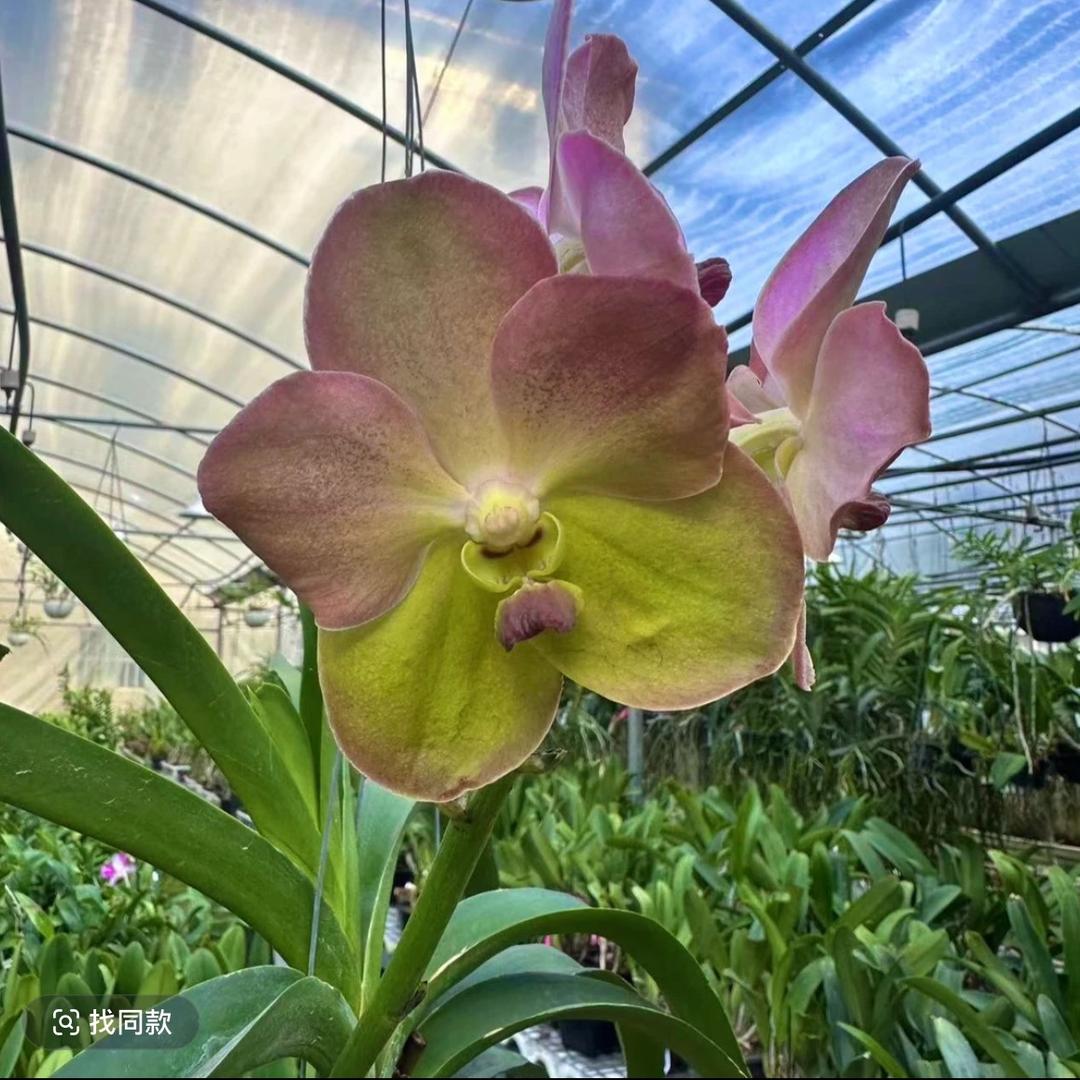 芸芊花卉二号铺