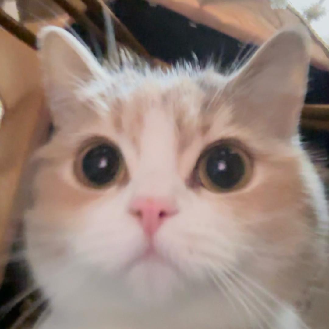 摸一凹喵🐱