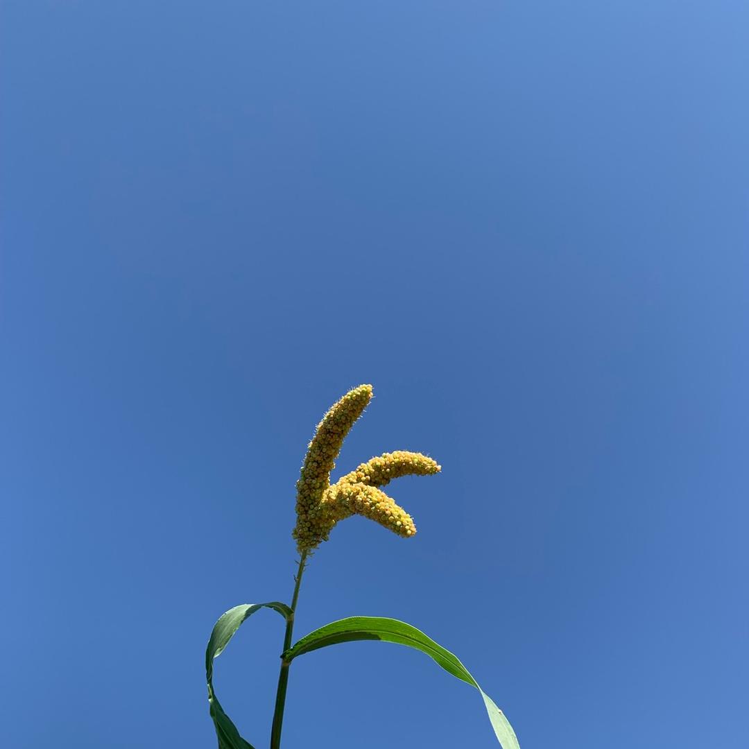 夏日長