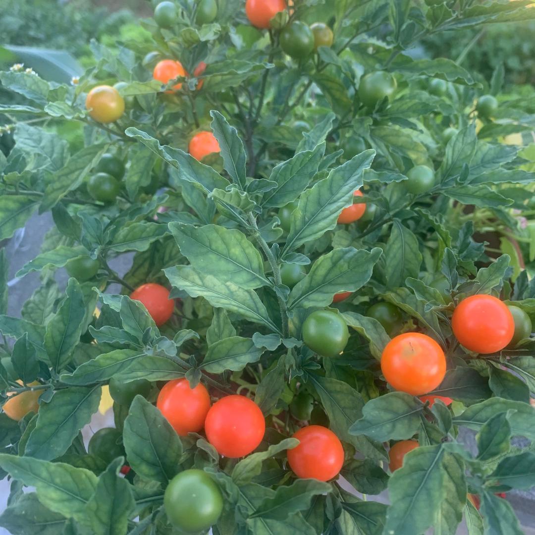 生如夏花