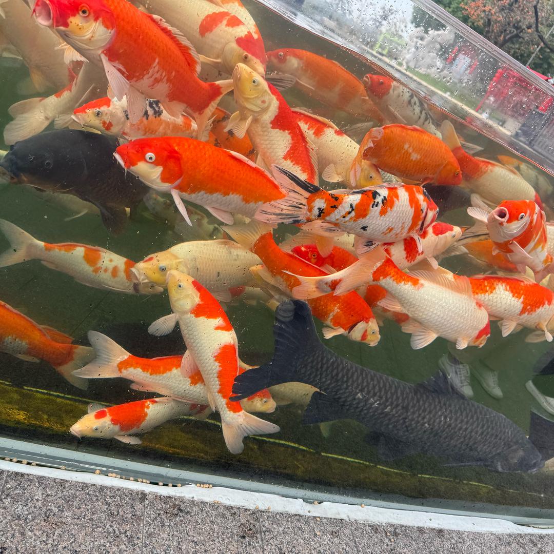 ᰔᩚ爱财🍒悦己ᨶ႒ᩚ