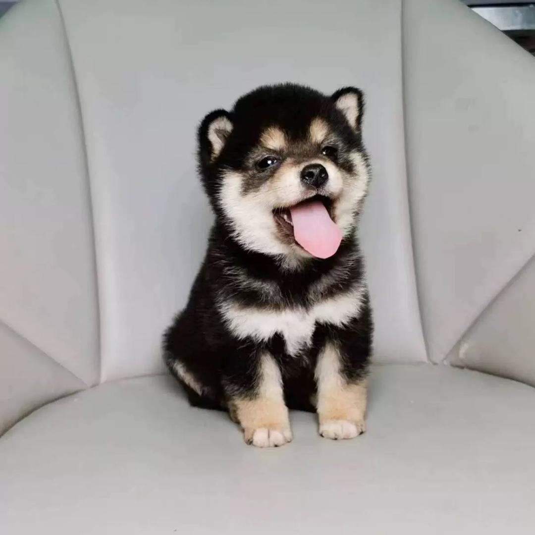 南昌宠物研习社