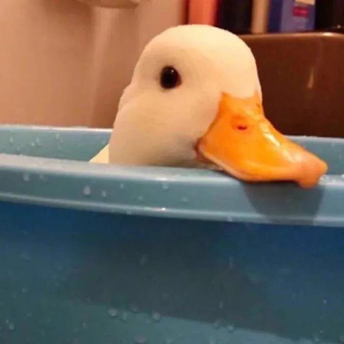 防骑