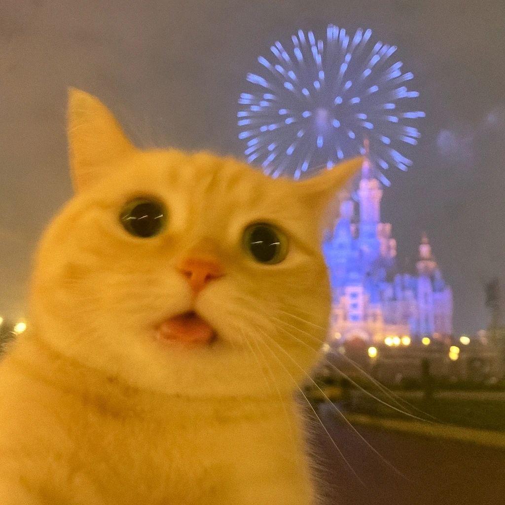 乐安猫