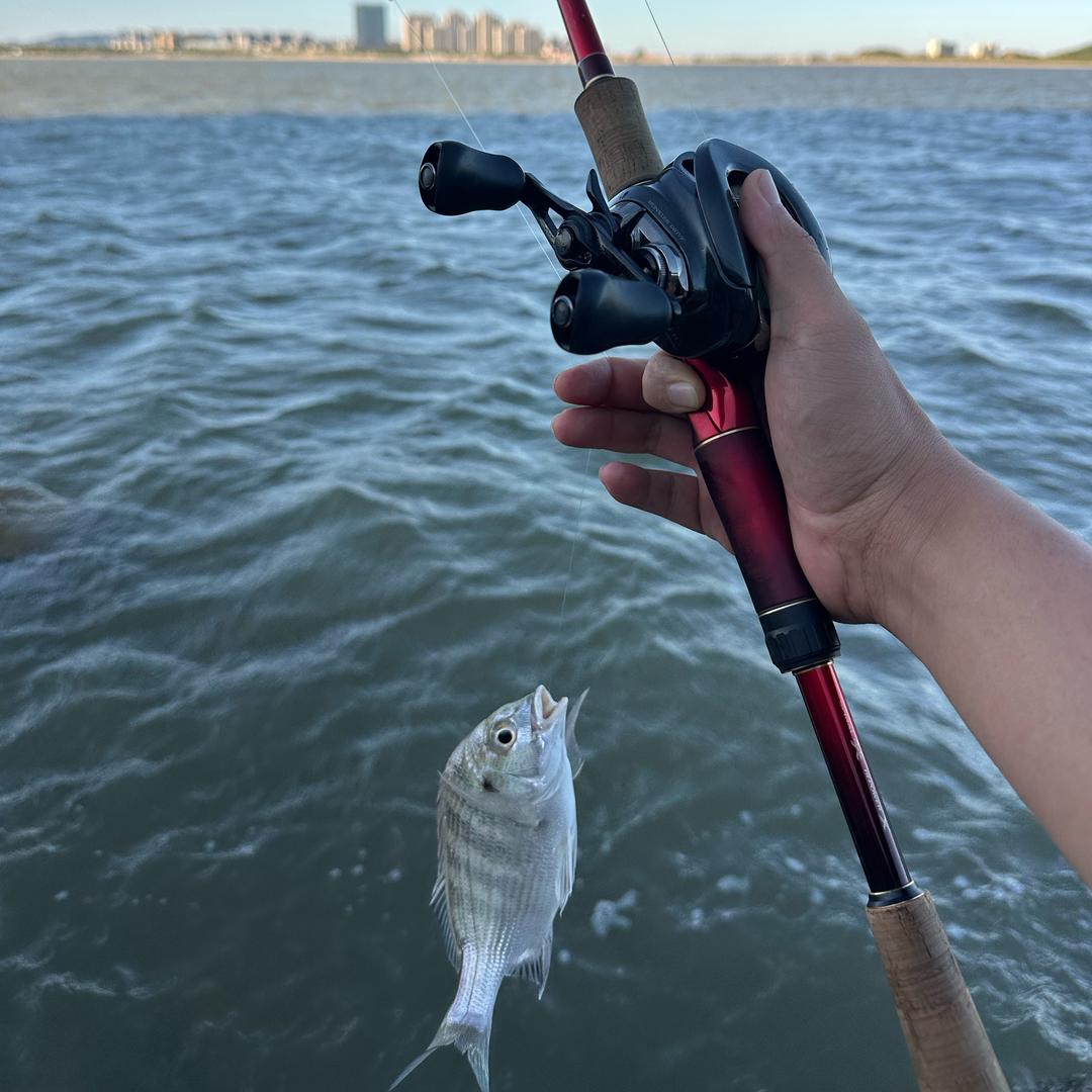 鱼的记忆只有七秒🐟