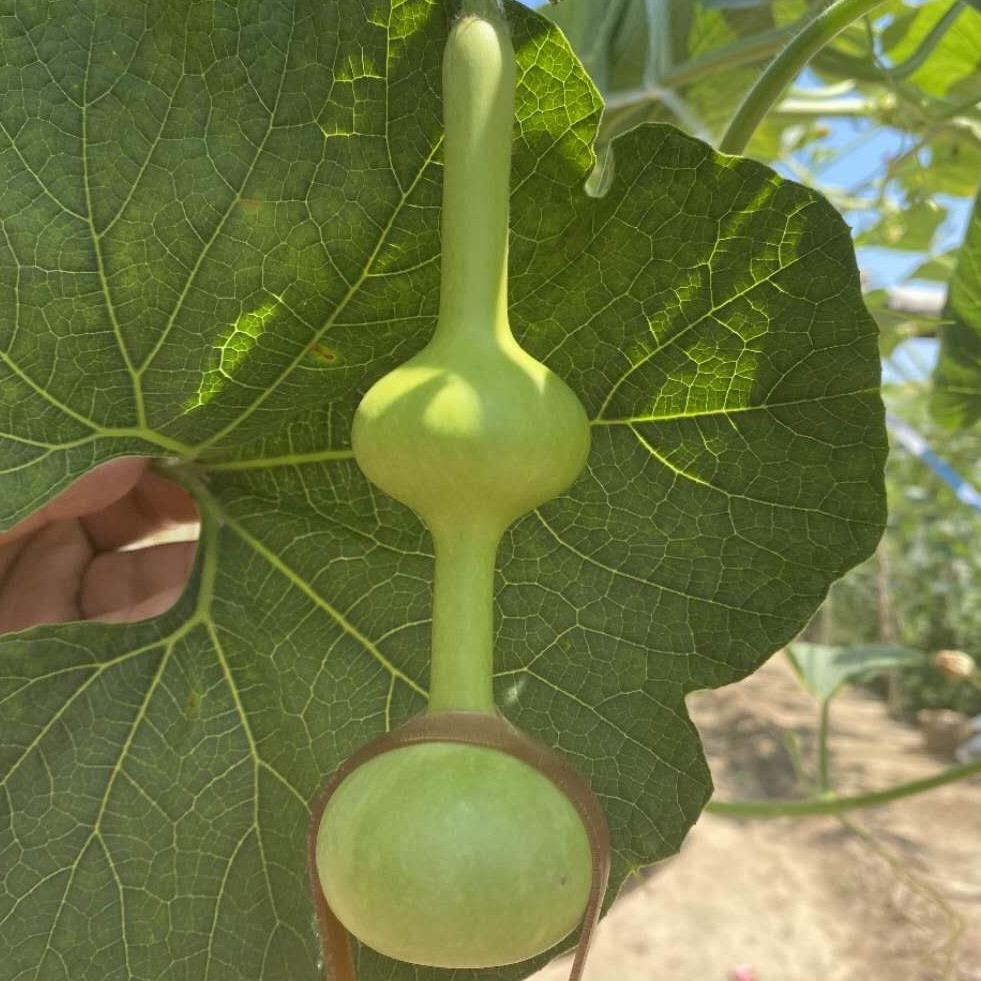 _大器聚财工艺葫芦