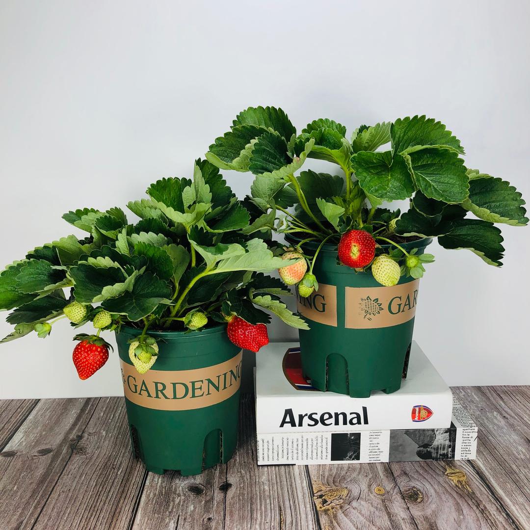 花梵开广州洪海电子商务有限公司绿植专卖店