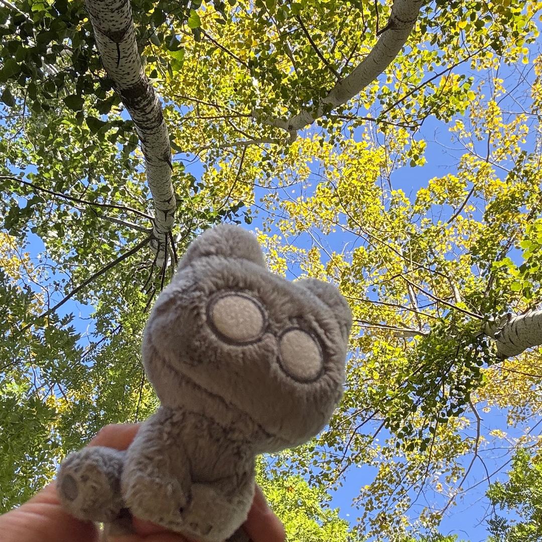 ˚⭒⁺桂圆佑酱⁺⭒˚