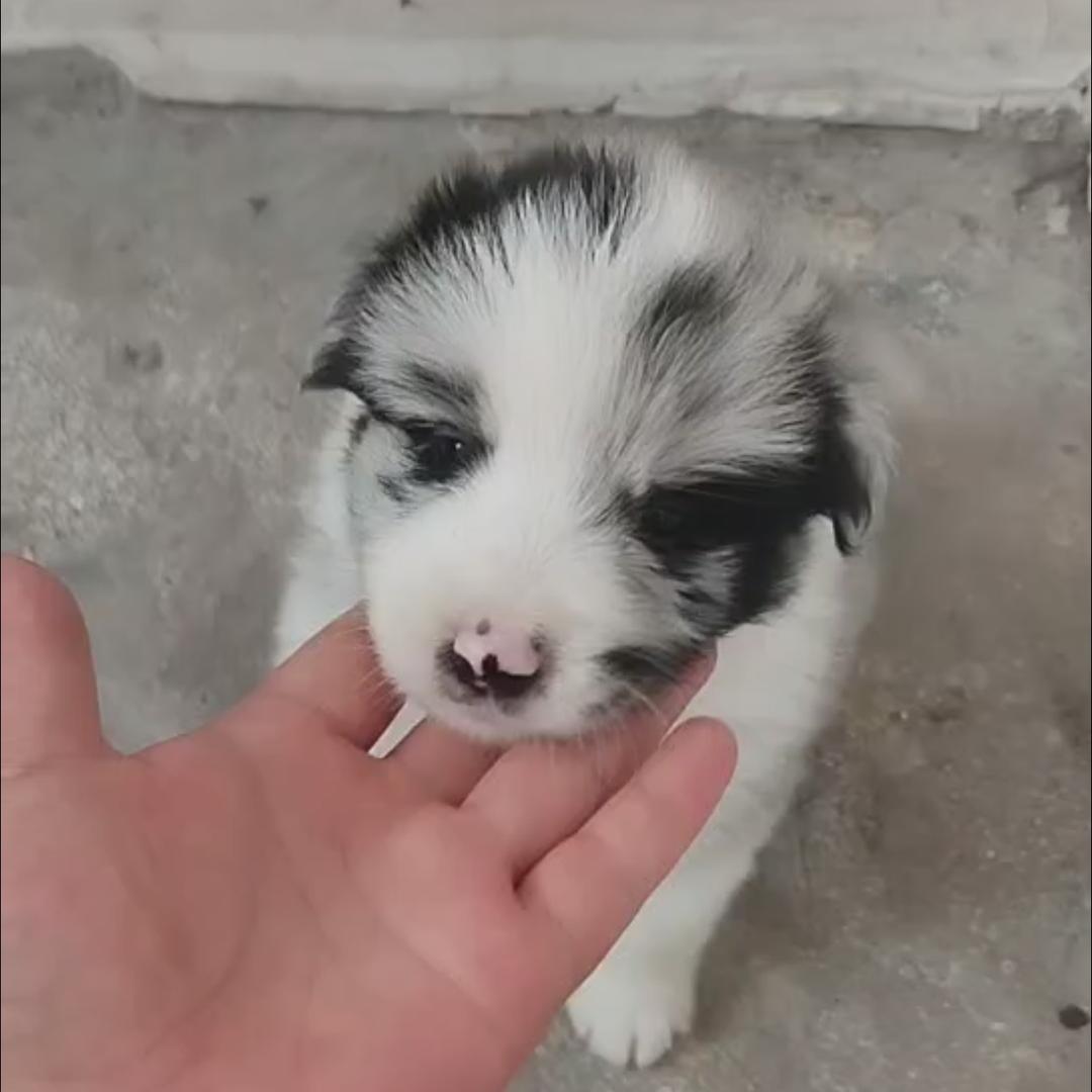 家有爱犬（旺财）