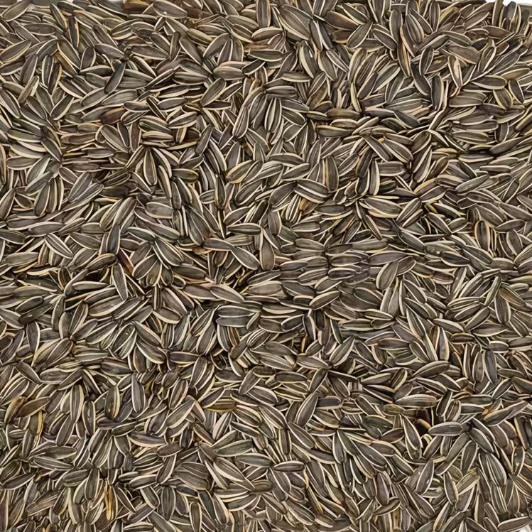 心心坚果明日达