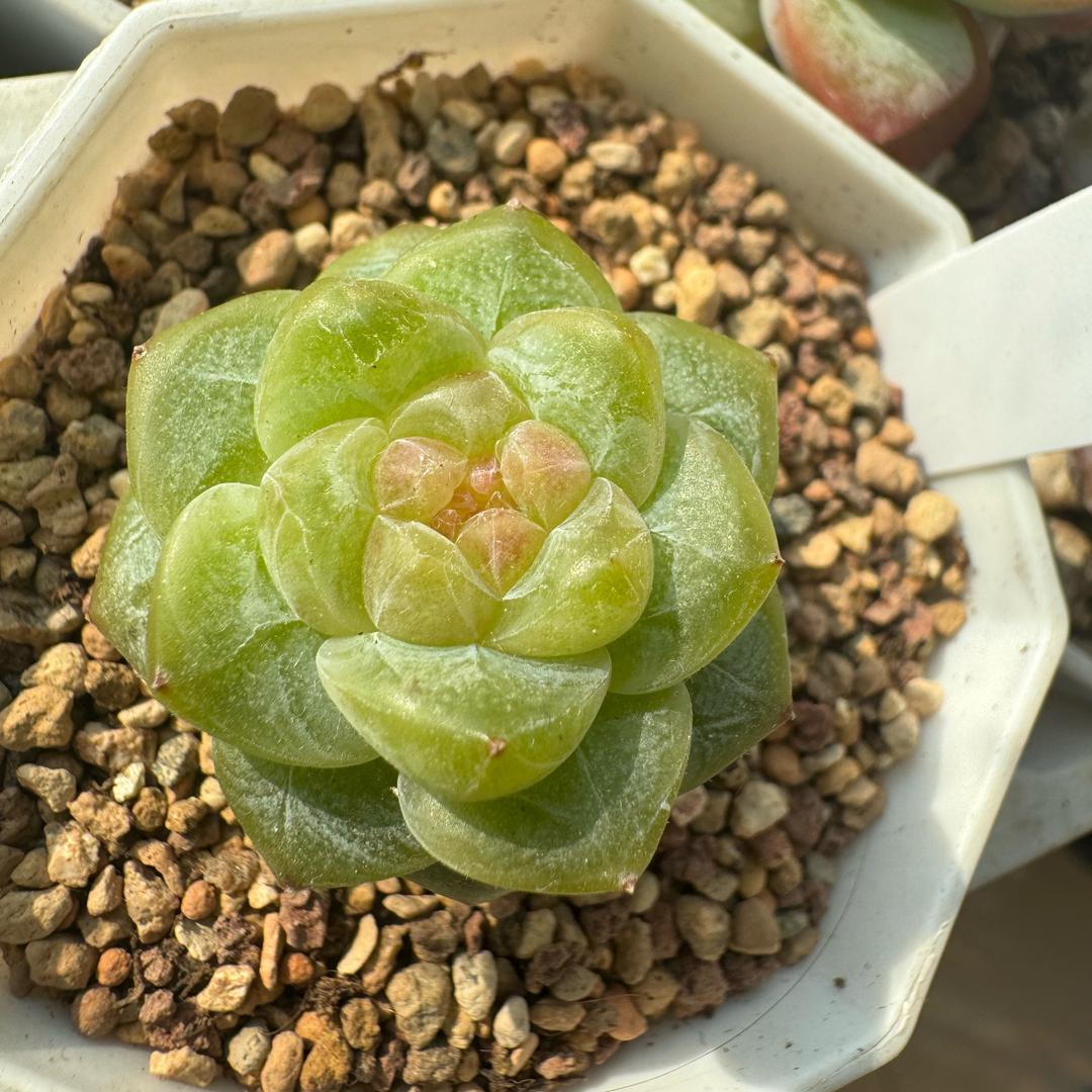 🍀🌈糖炒小板栗