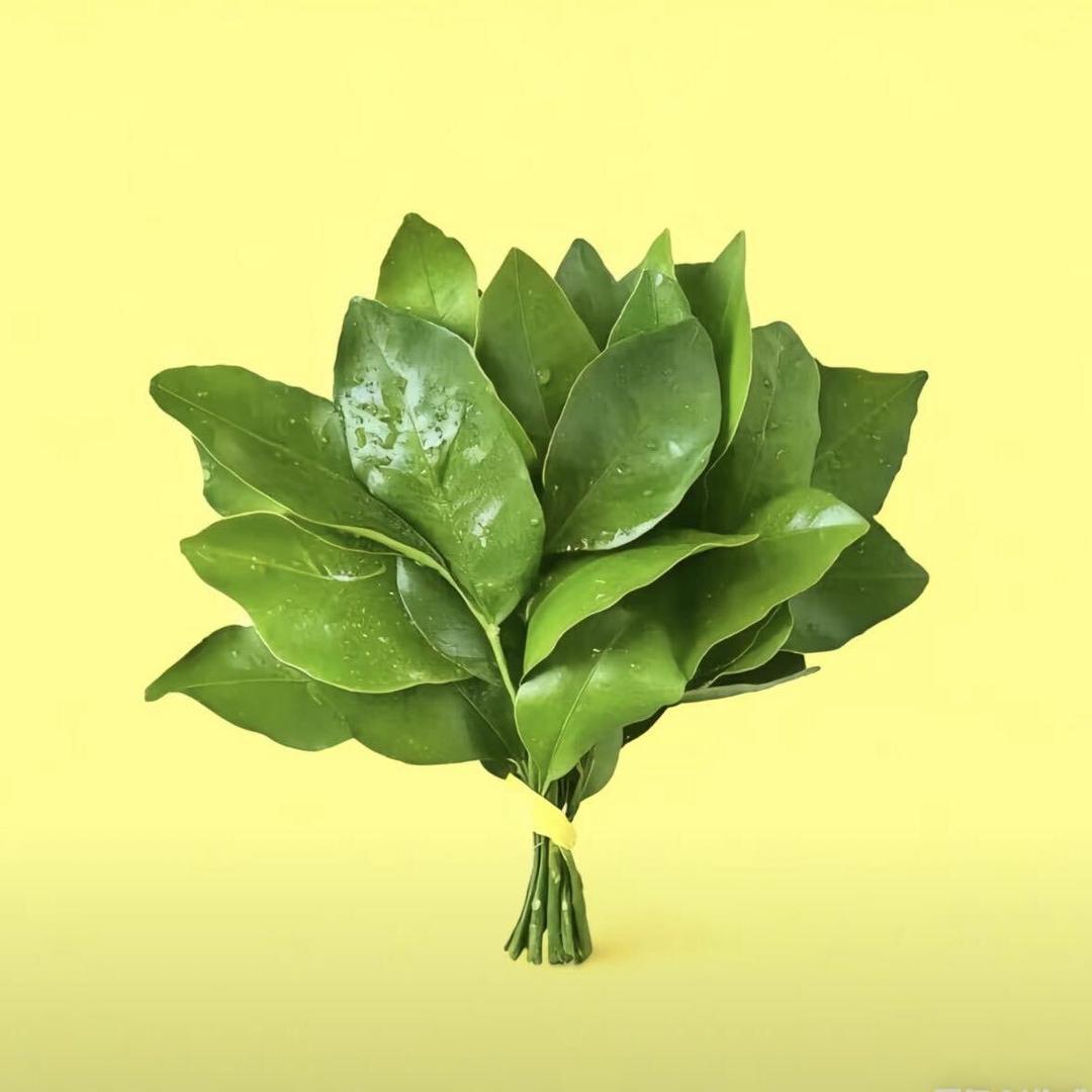 懒懒。