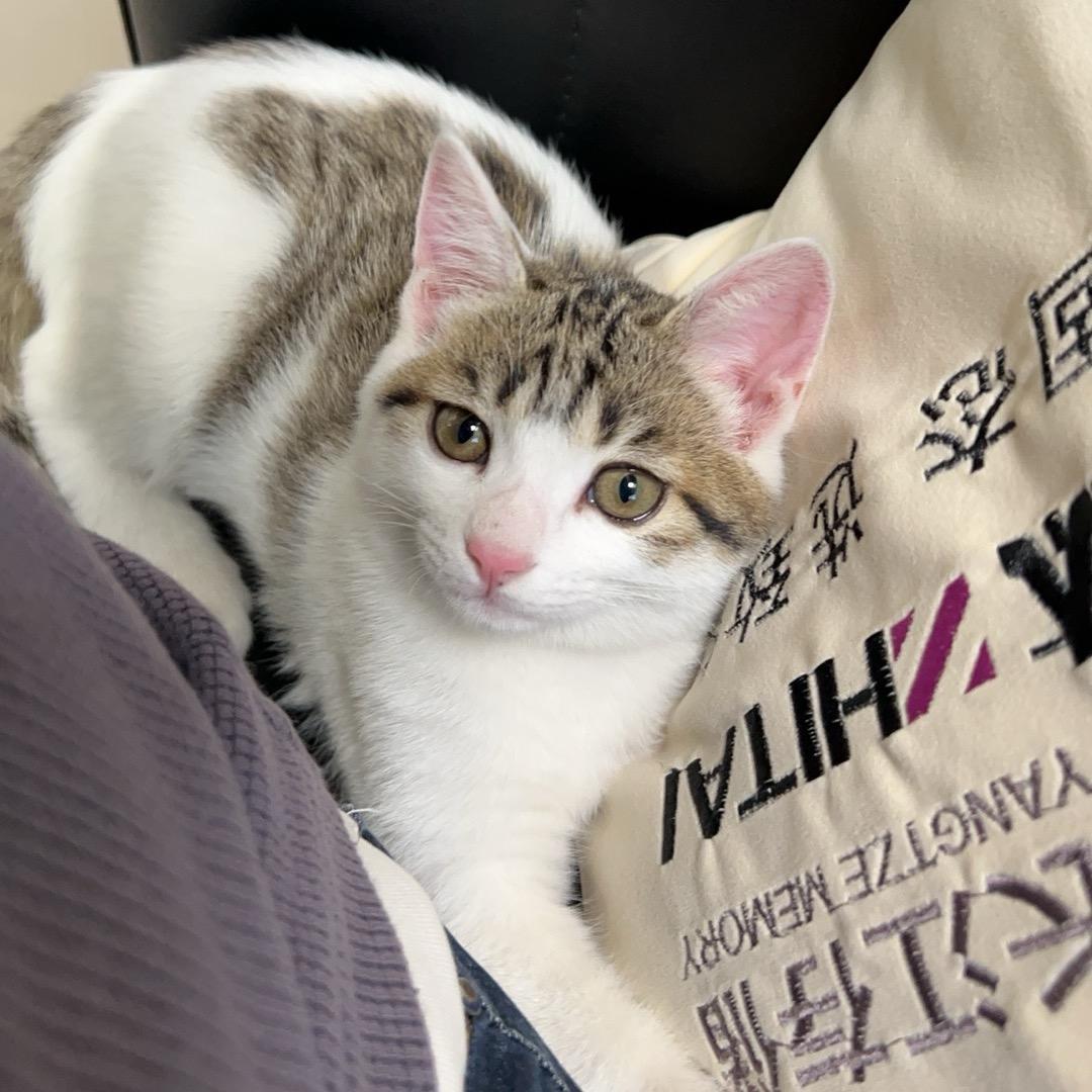 豆豆是猫咪