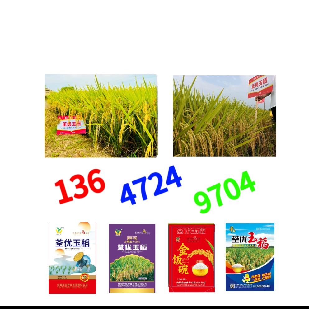 荣丰农资（肖锋）