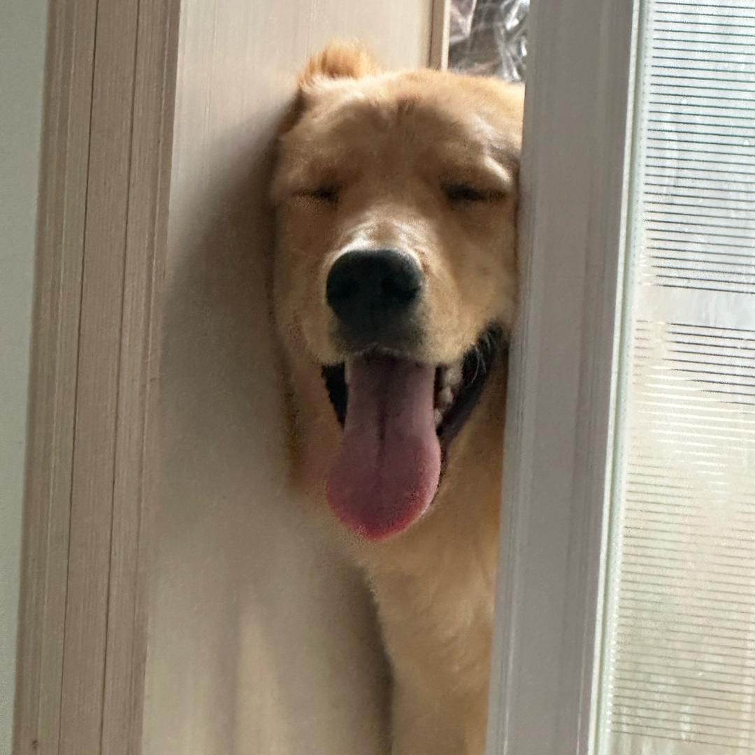 阿钰（纹身师版）