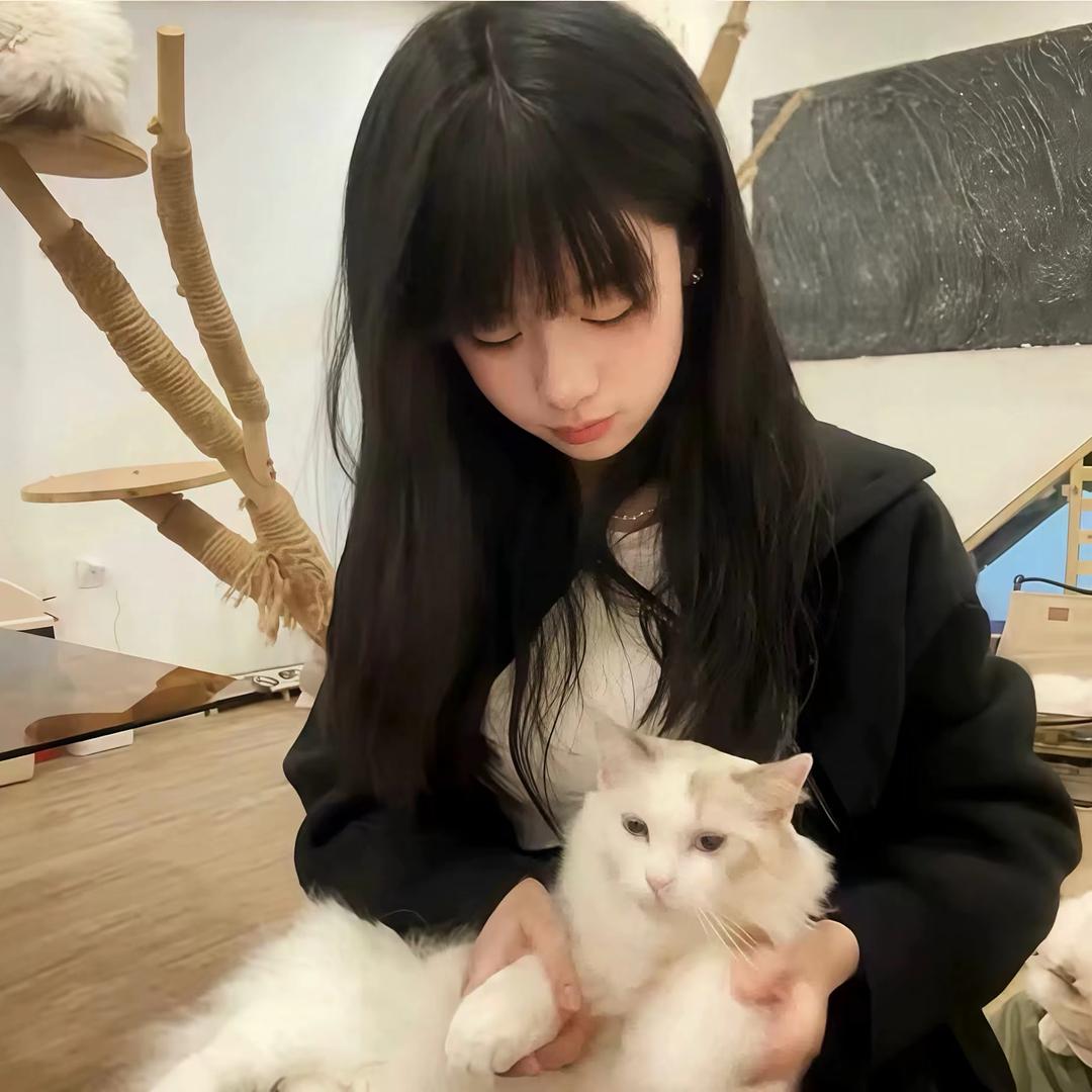 呆猫