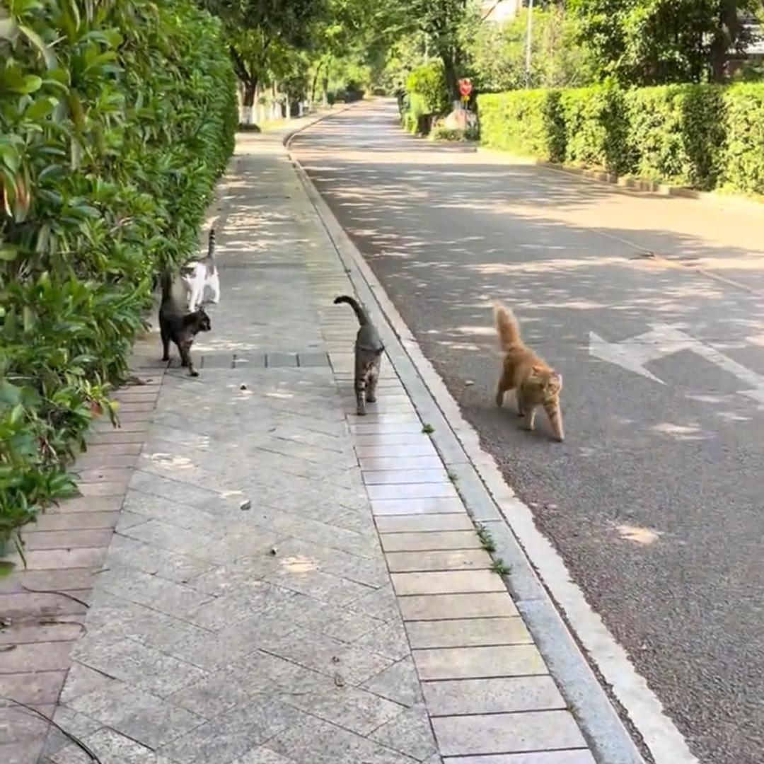 流浪猫也是宝