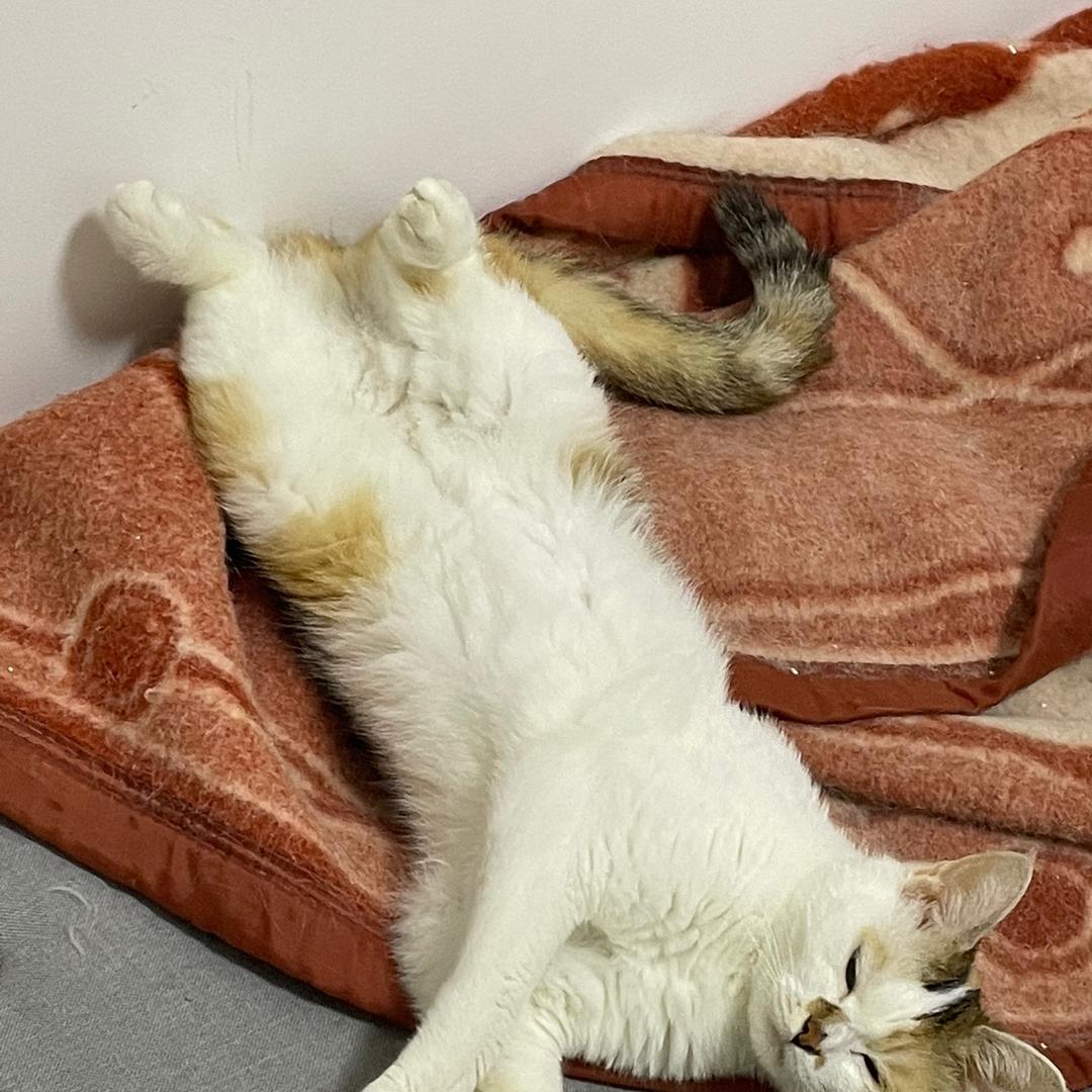 潘潘与猫