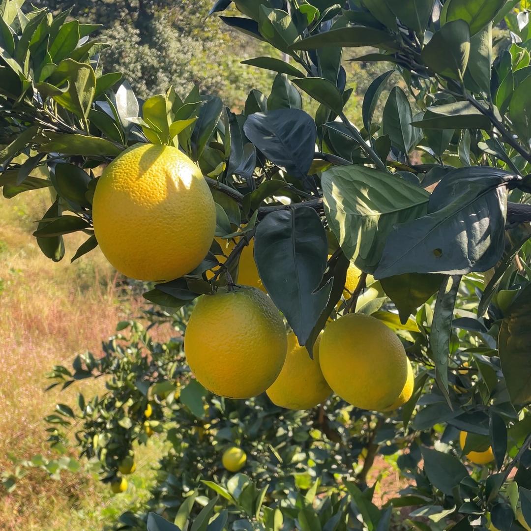 李李家的 赣南脐橙