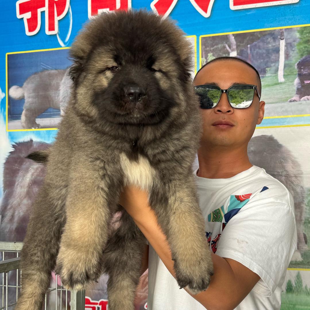 郭哥的高加索