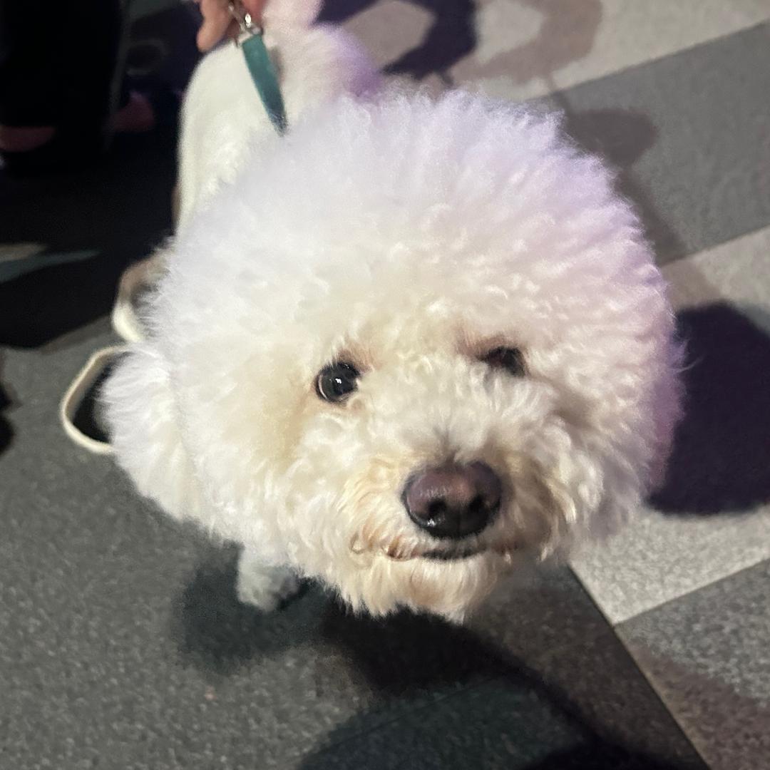 还是算了吧