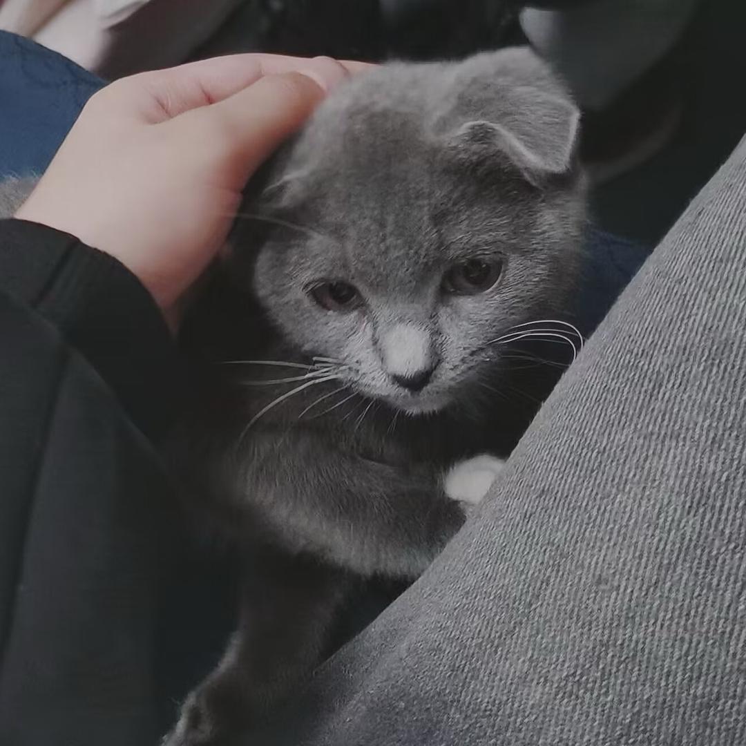 小Q