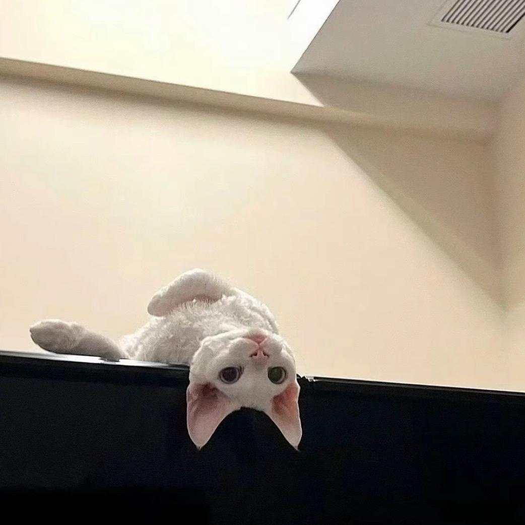 九鸽烧烤下朱宅