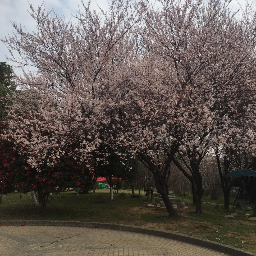 biu biu嘣