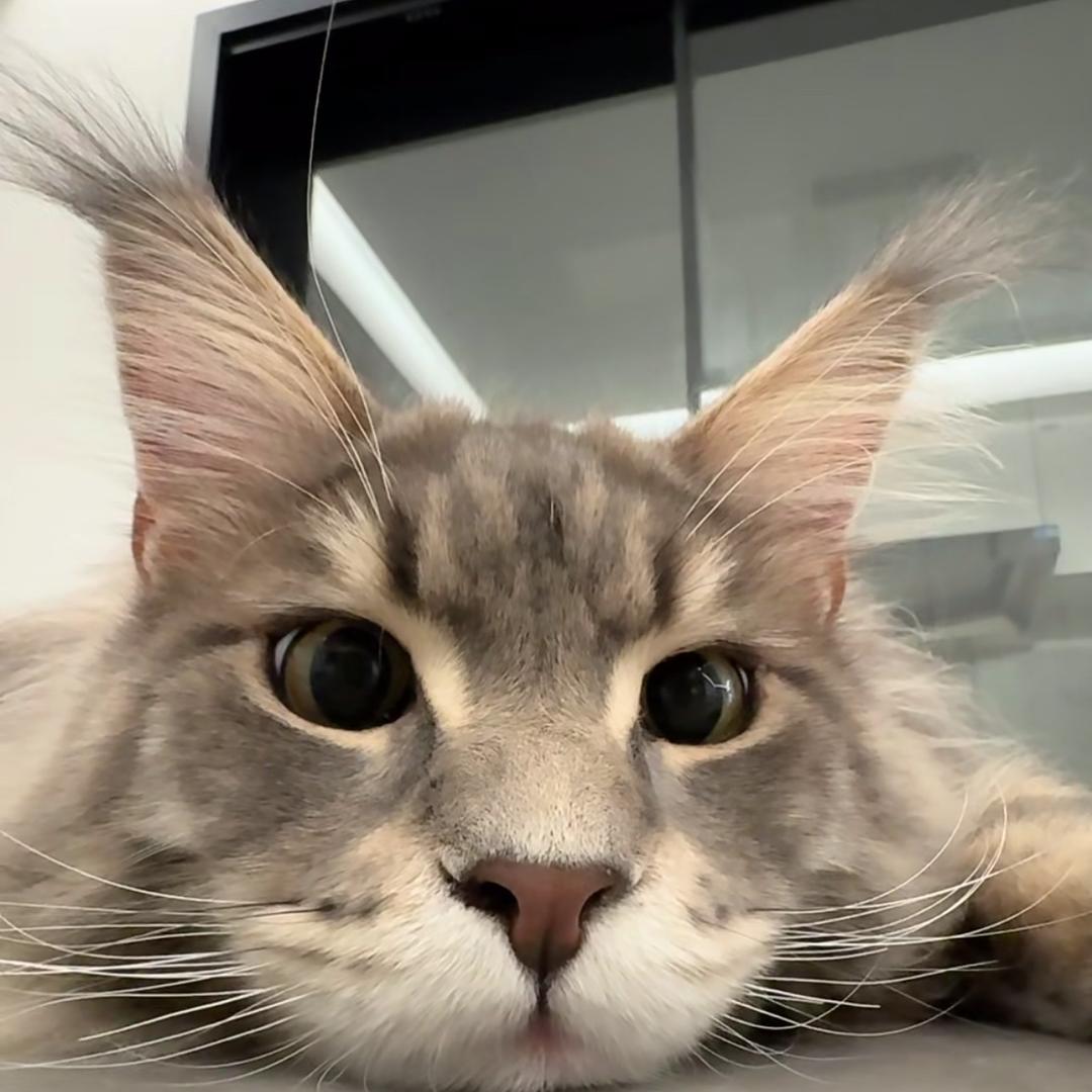 柠檬缅因猫 小婉