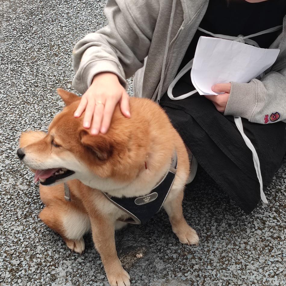 柴油机统治地球