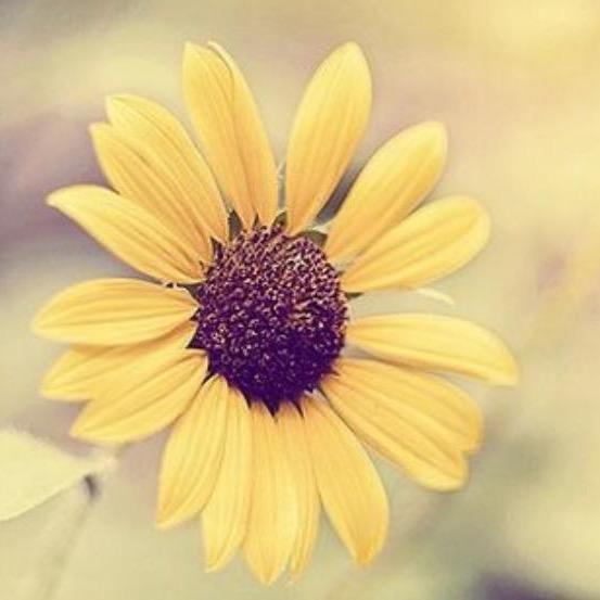微笑向暖🌼