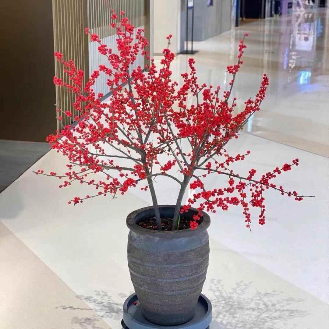 刘姥姥鲜花