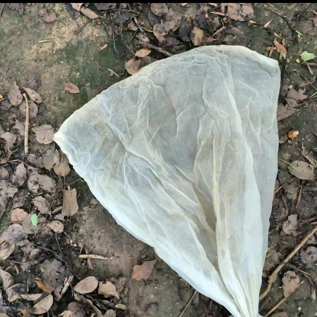 绿野仙踪🌿