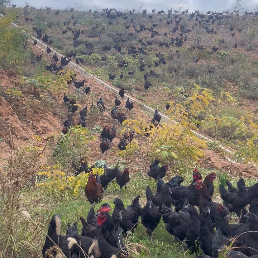 大洼岭生态农场（主动出鸡）