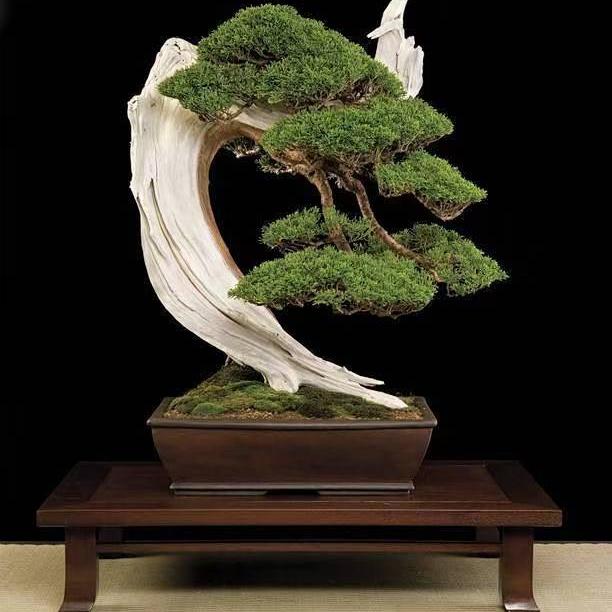 盆中记松柏园