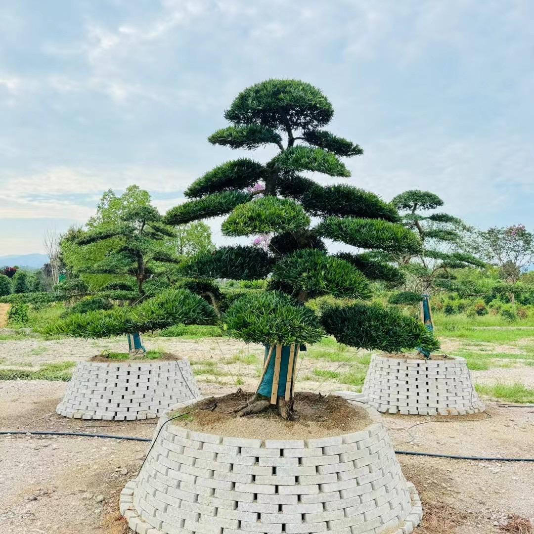 小羊盆景园艺