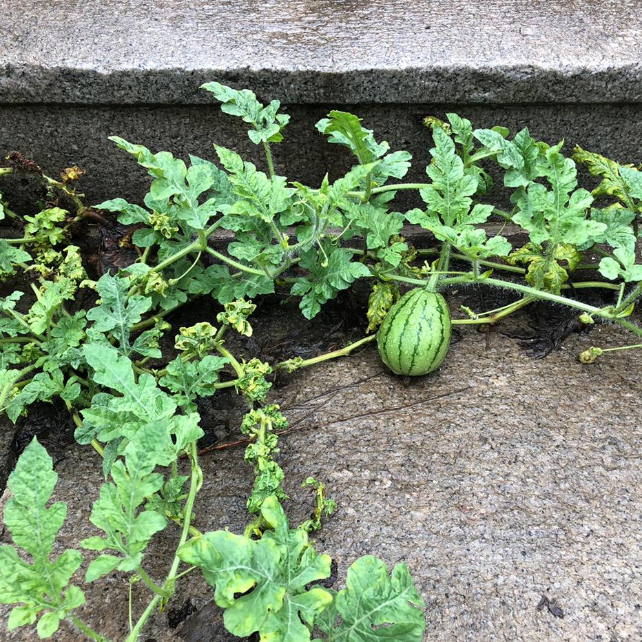 深圳市武橙橙贸易